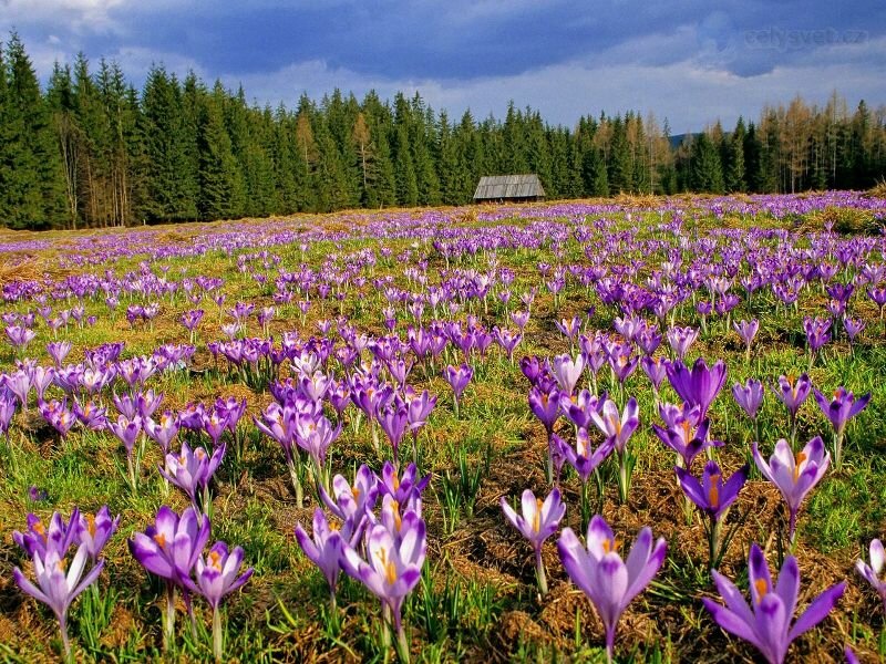 татранские горы крокусы фото