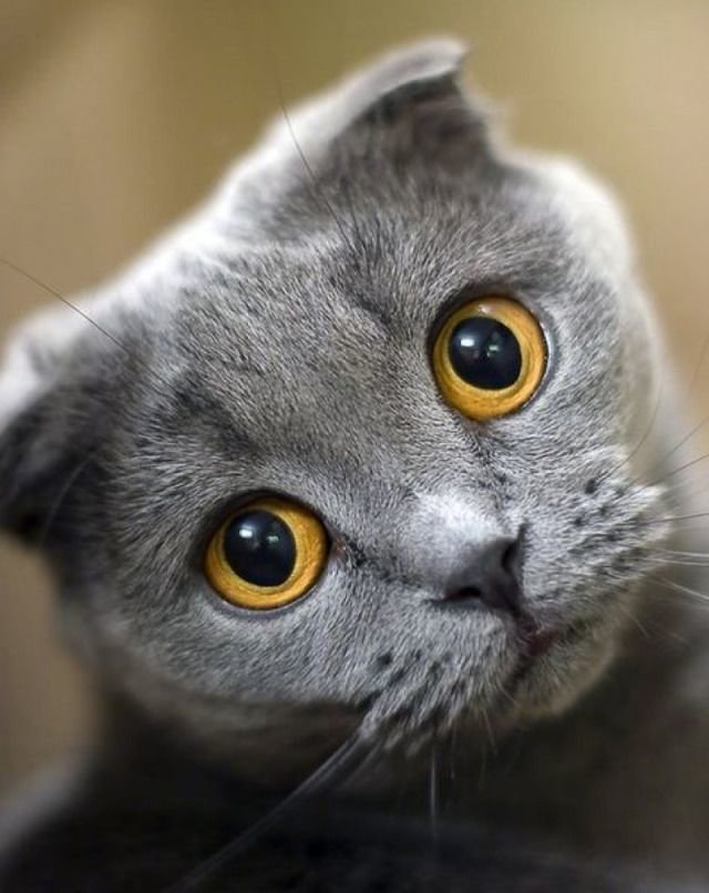 Kitten scott photos — img 12