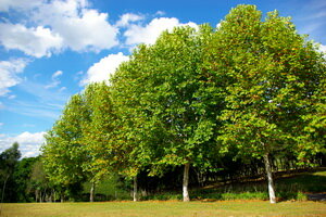 платан дерево фото