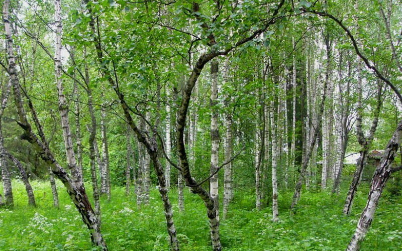 береза карельская фото