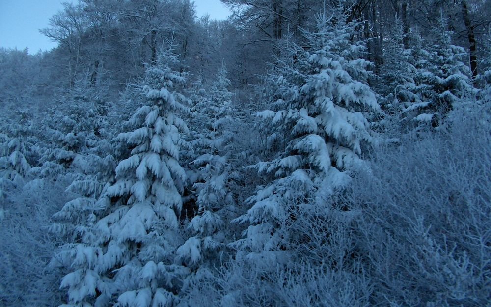 лес зима фото