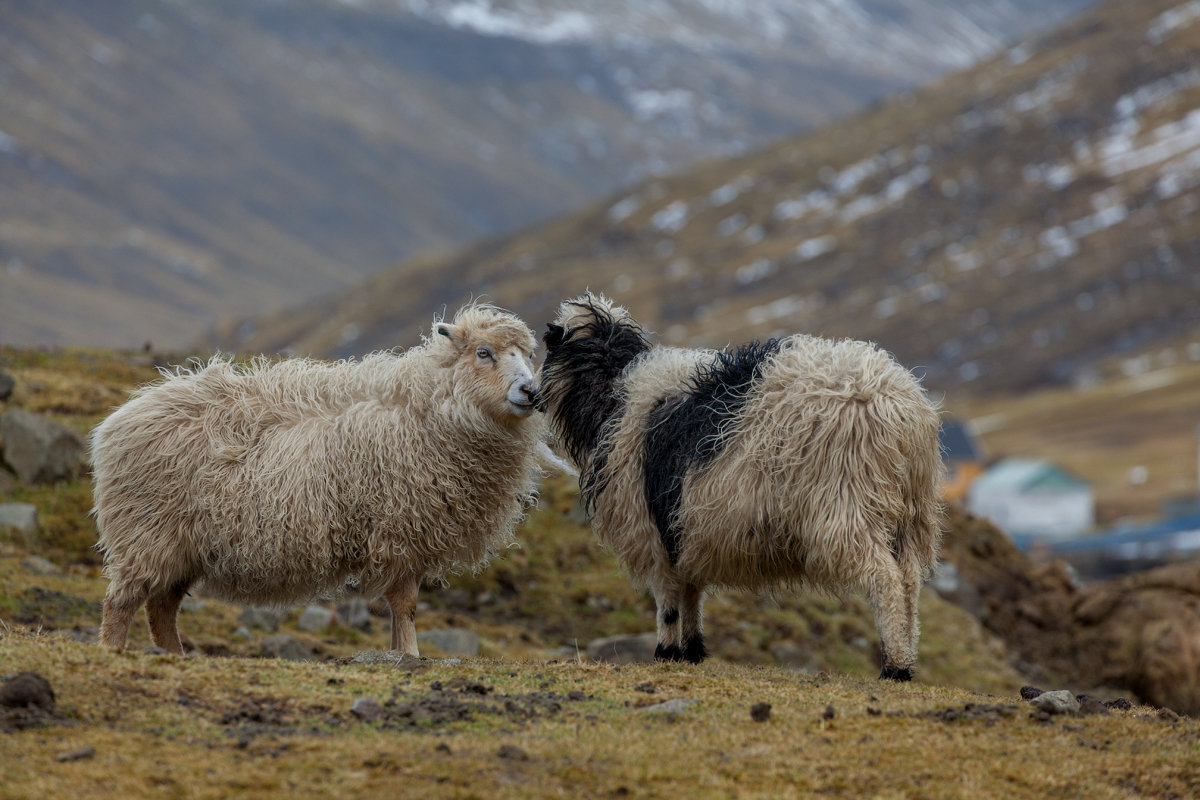 sheep фото