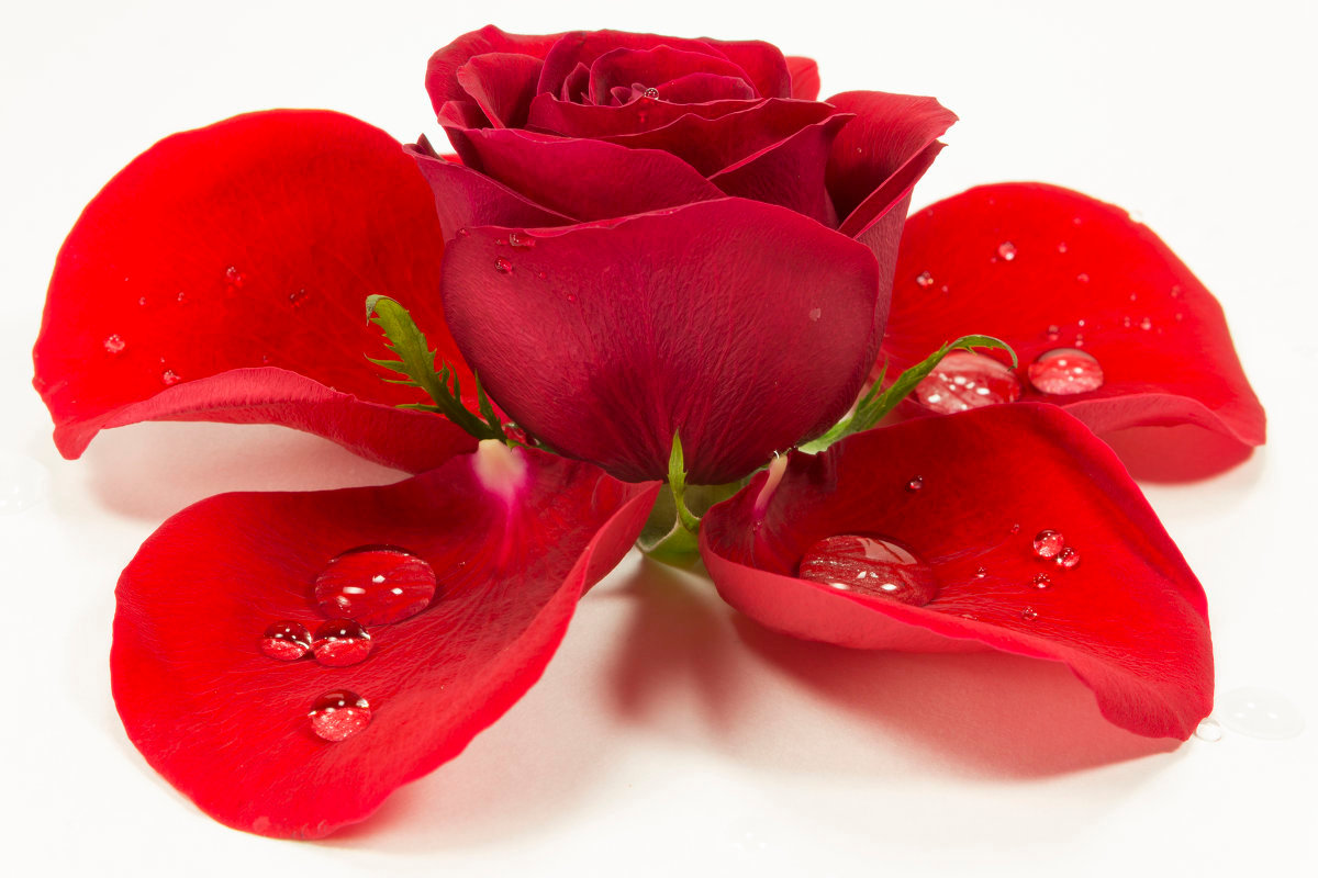 ����� �� ��������