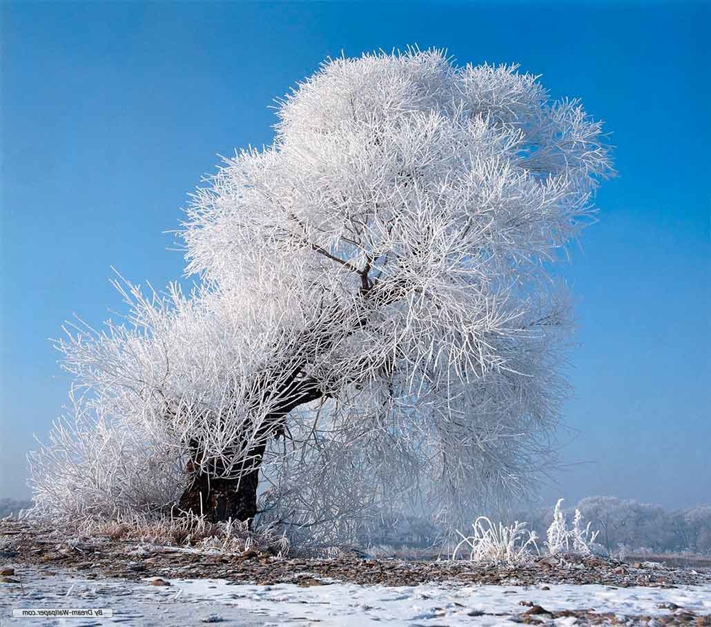 зимнее дерево фото
