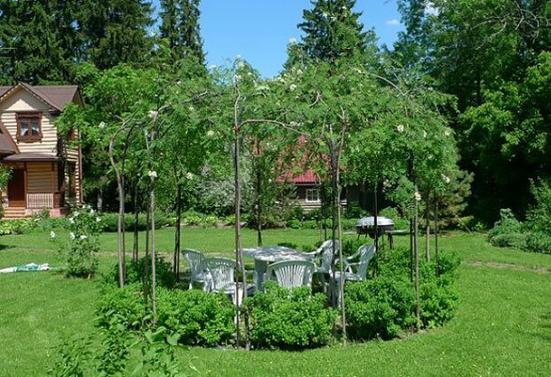 рябина обыкновенная pendula фото