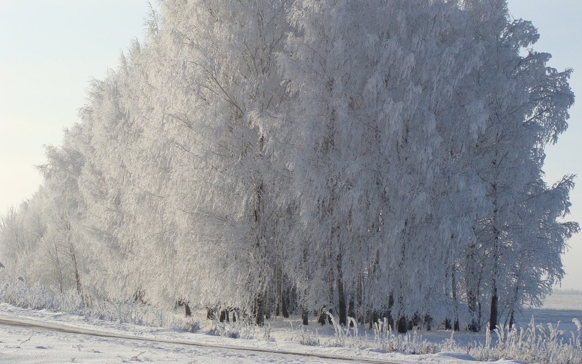 дерево в снегу фото