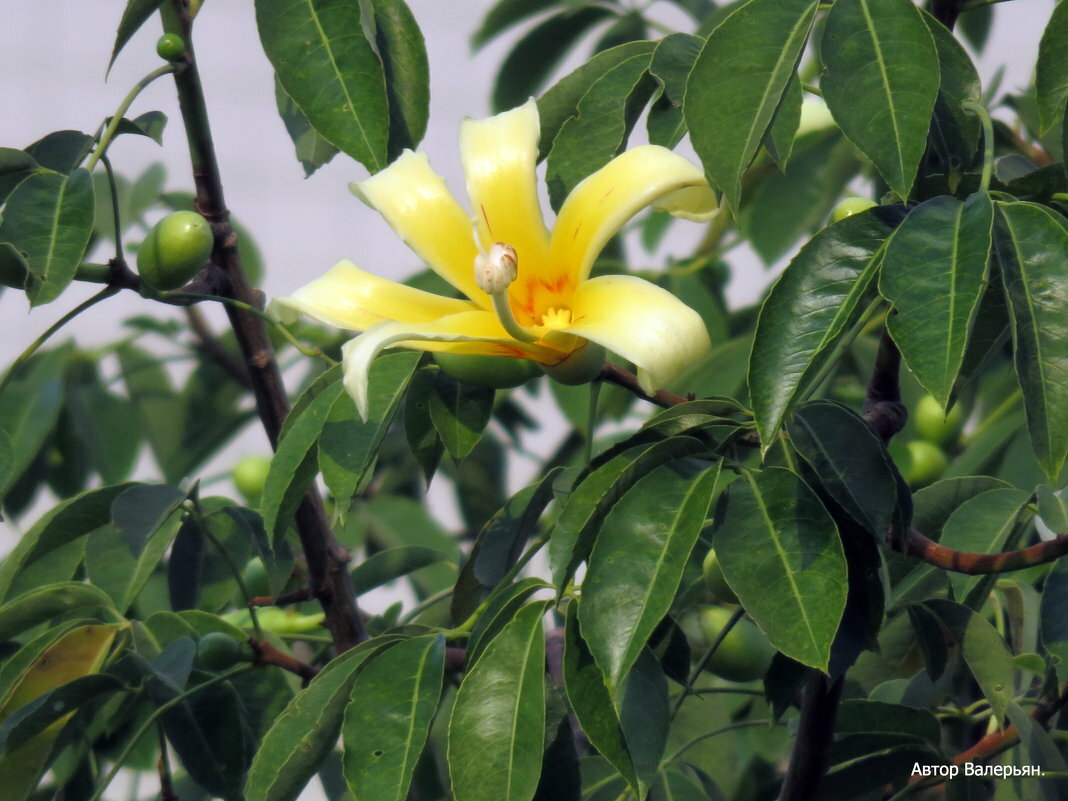 chorisia insignis фото