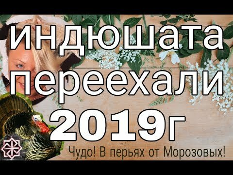 чудеса в перьях от морозовой фото