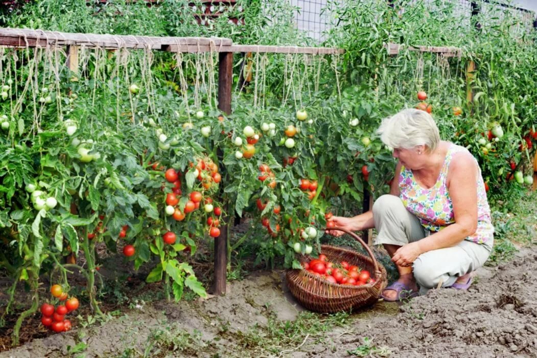 что нужно сажать на огороде