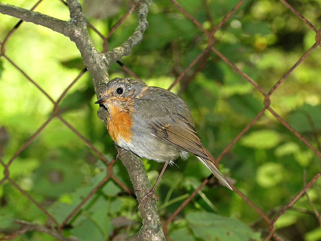 erithacus rubecula– зарянка фото