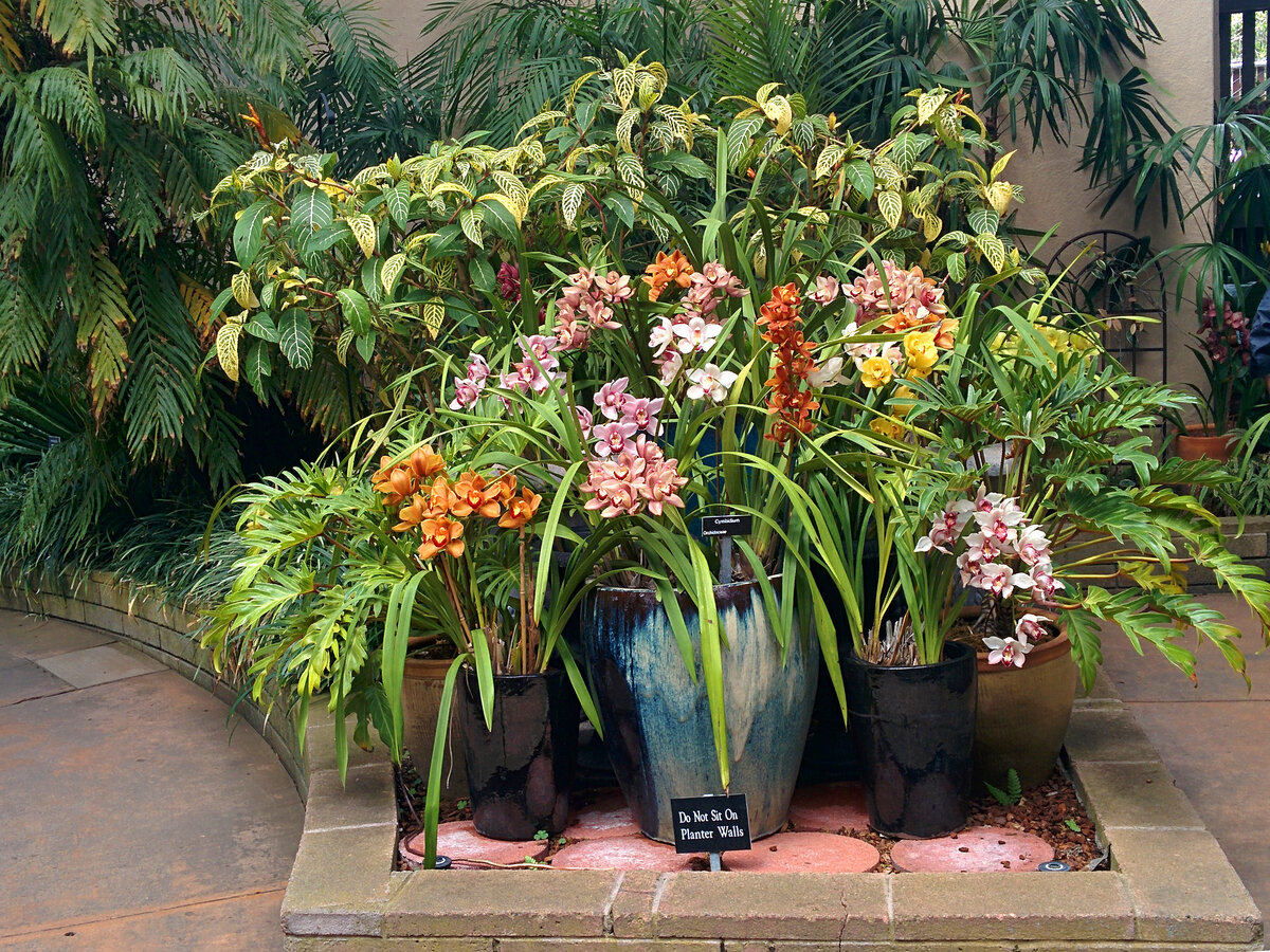 orchid garden фото