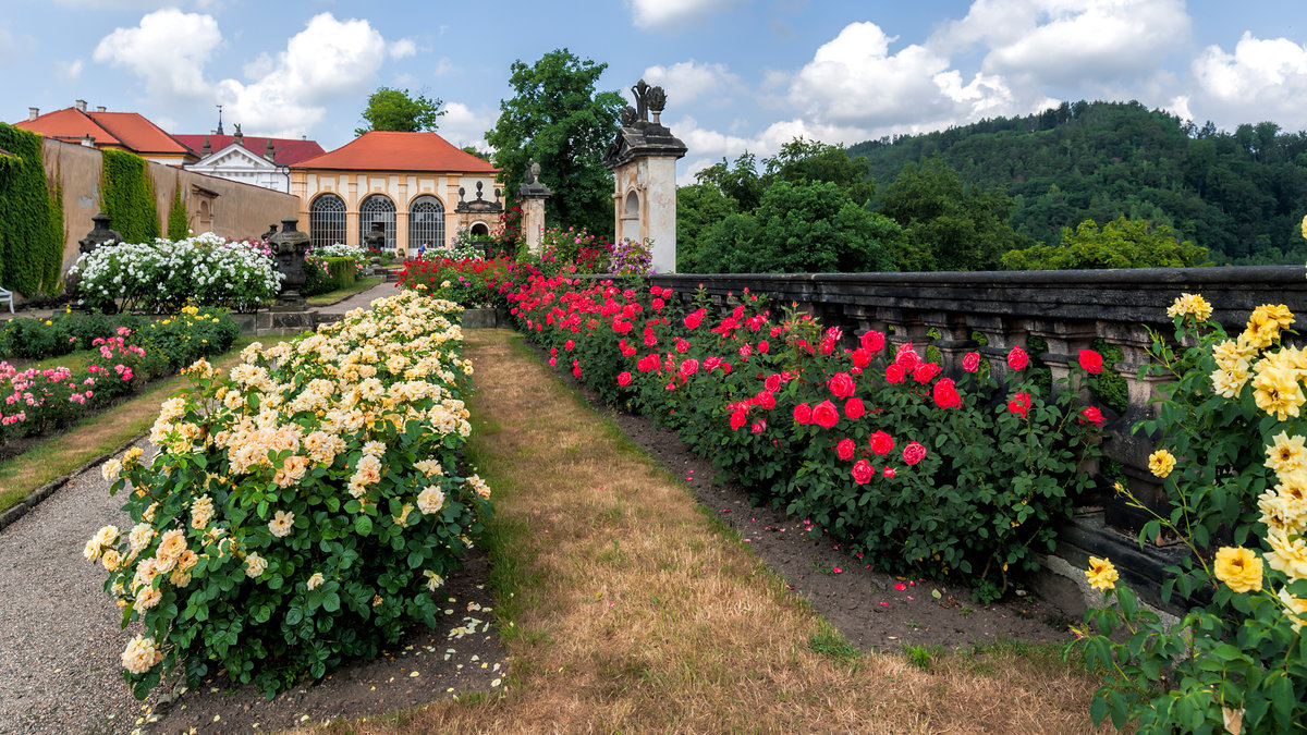 сан суси роза фото