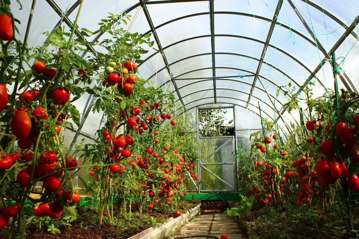 как выращивать овощи в теплице из поликарбоната