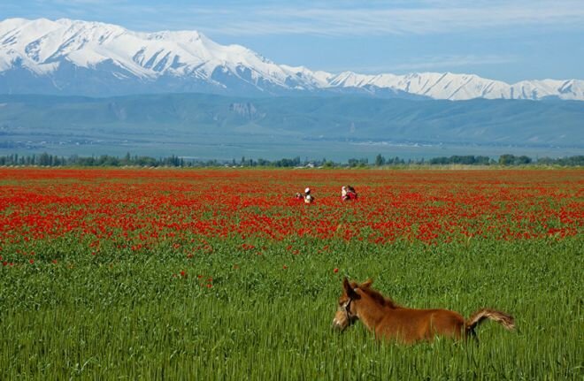 маковое поле фото