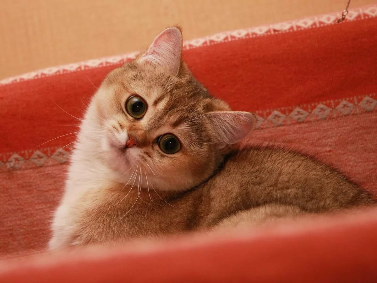 foto-kiski-i-ee-litsa