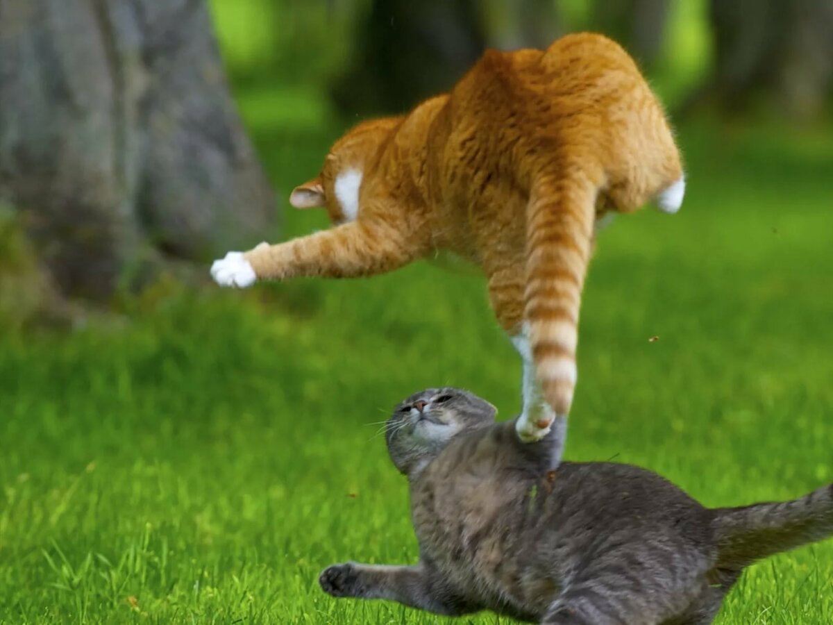 ����� ���������� ��������