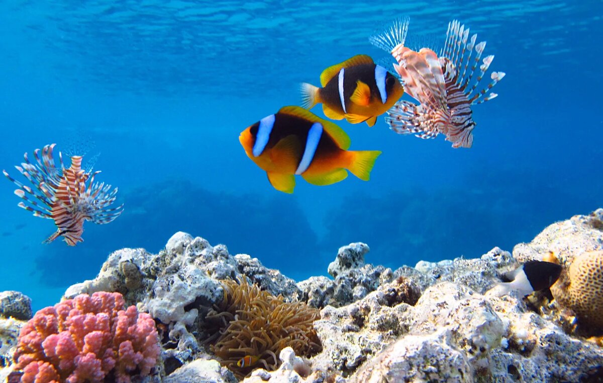 relaks-video-podvodniy-mir-ebet-ebet-pyanuyu-pozhiluyu-babu