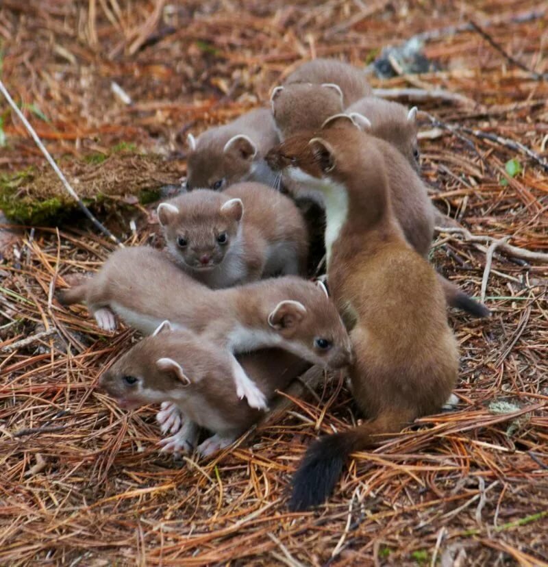 Картинки с лаской животными