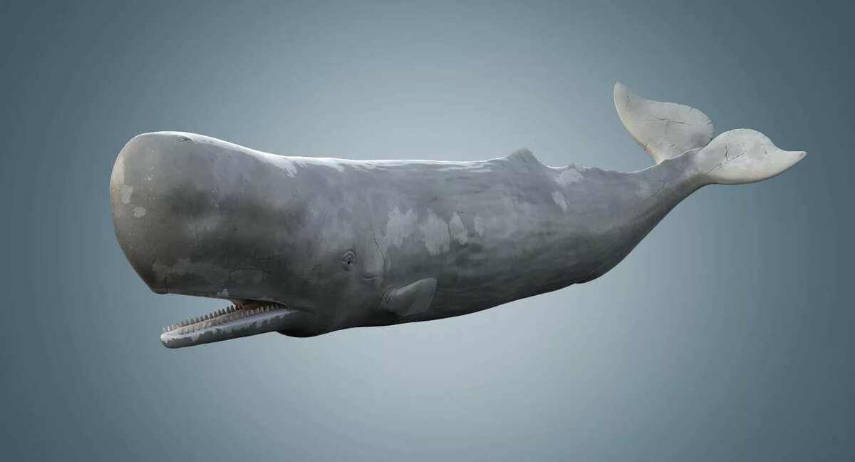 sperm-whale-ships