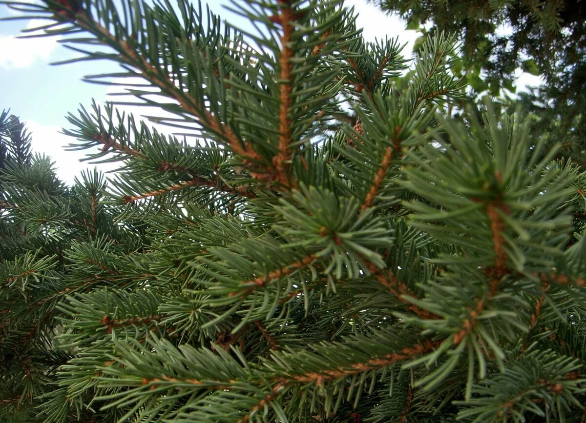 пихта сибирская abies sibirica фото