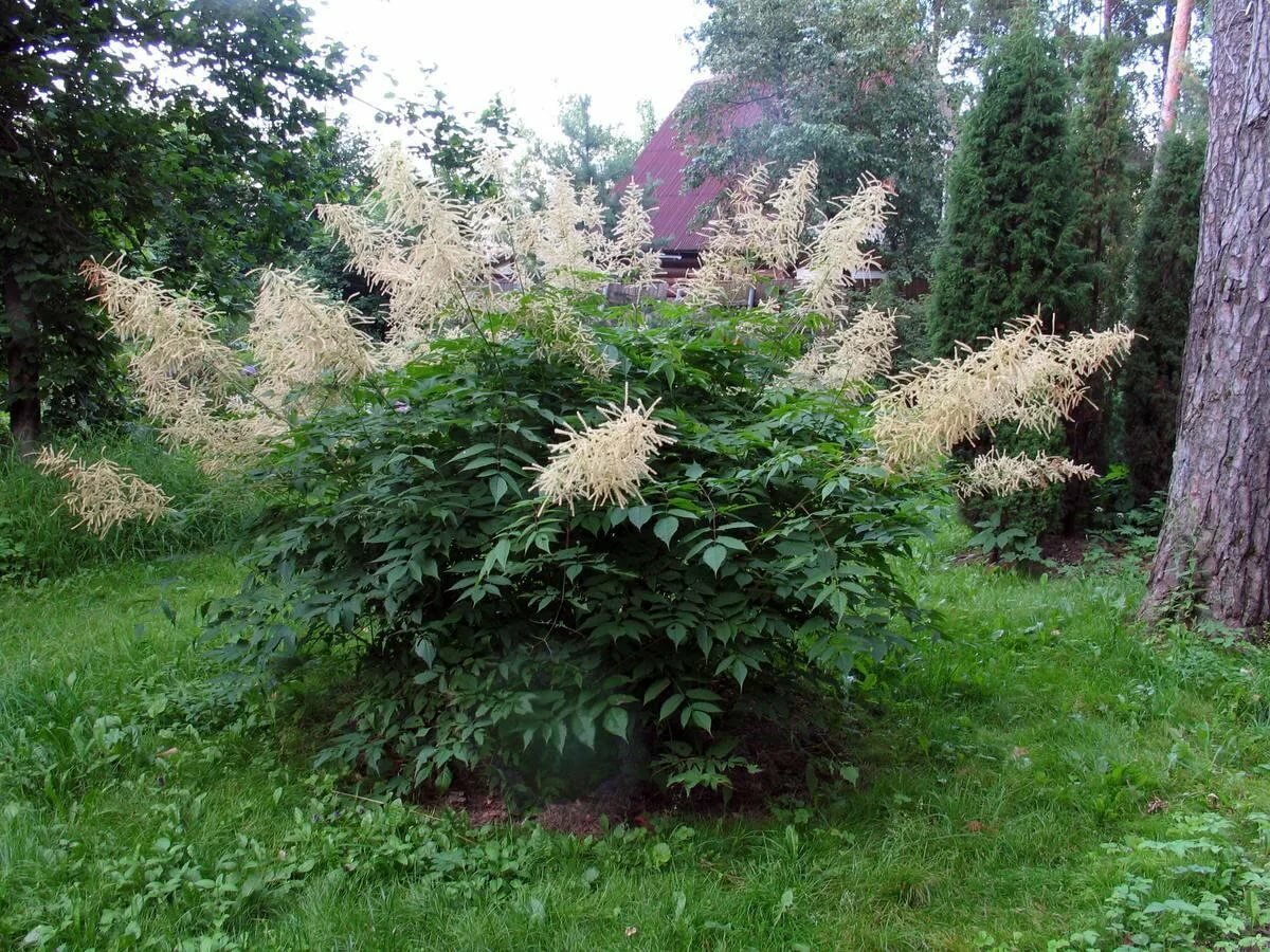 ���� �������� ��������� ����� ����������� ���-��