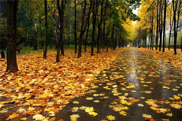 дождливая осень фото