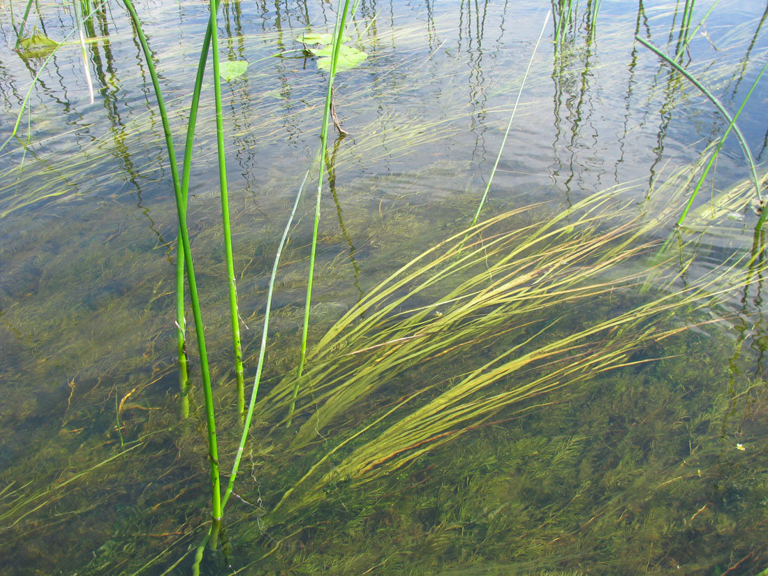 schoenoplectus lacustris фото