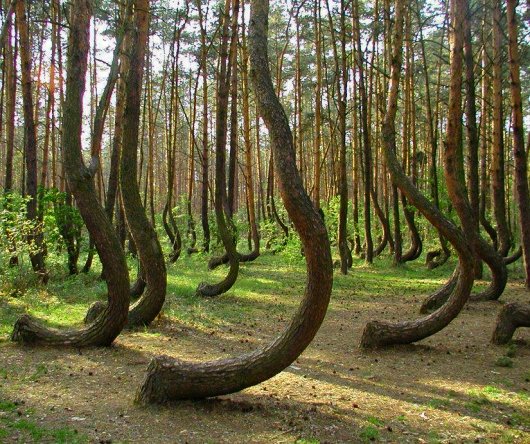 танцующий лес куршская коса фото