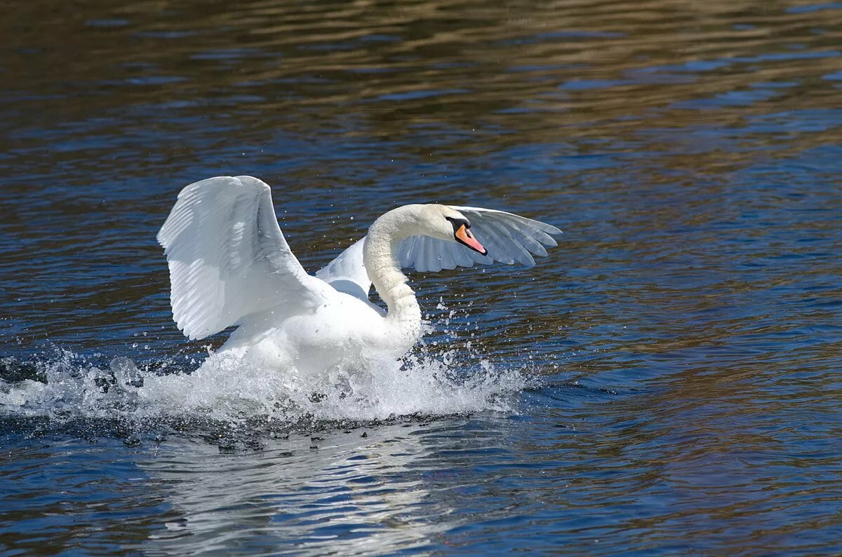 Картинки фото лебедя