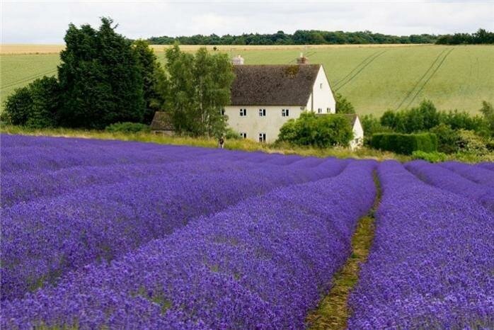 лавандовая ферма cotswold lavender фото