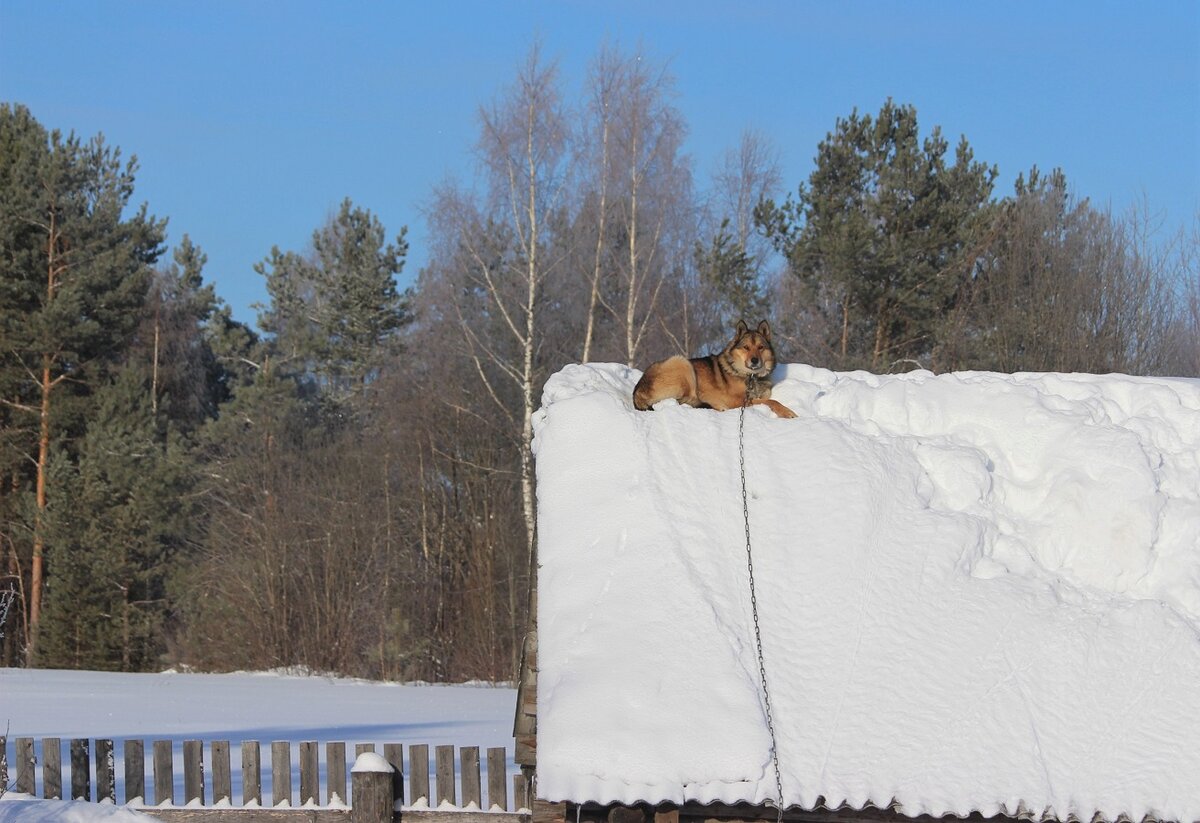 собака фото
