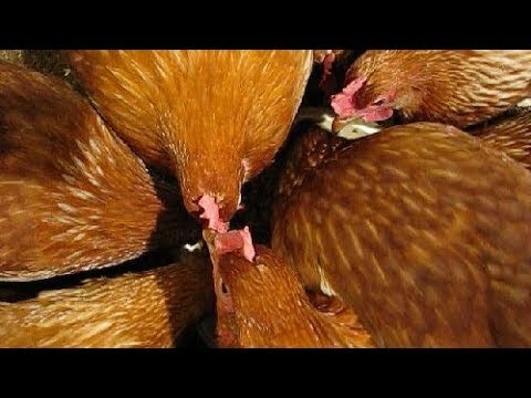 курица неслась в курятнике фото