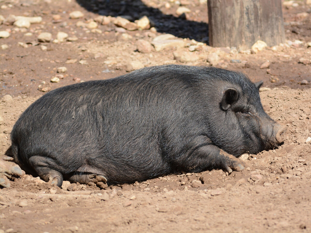 The Online Zoo - Capital of Texas Zoo