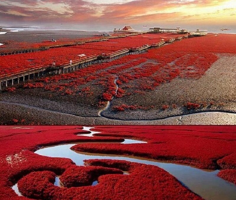 красный пляж паньцзинь китай фото