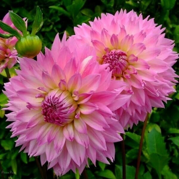 георгина sakura fubuki фото
