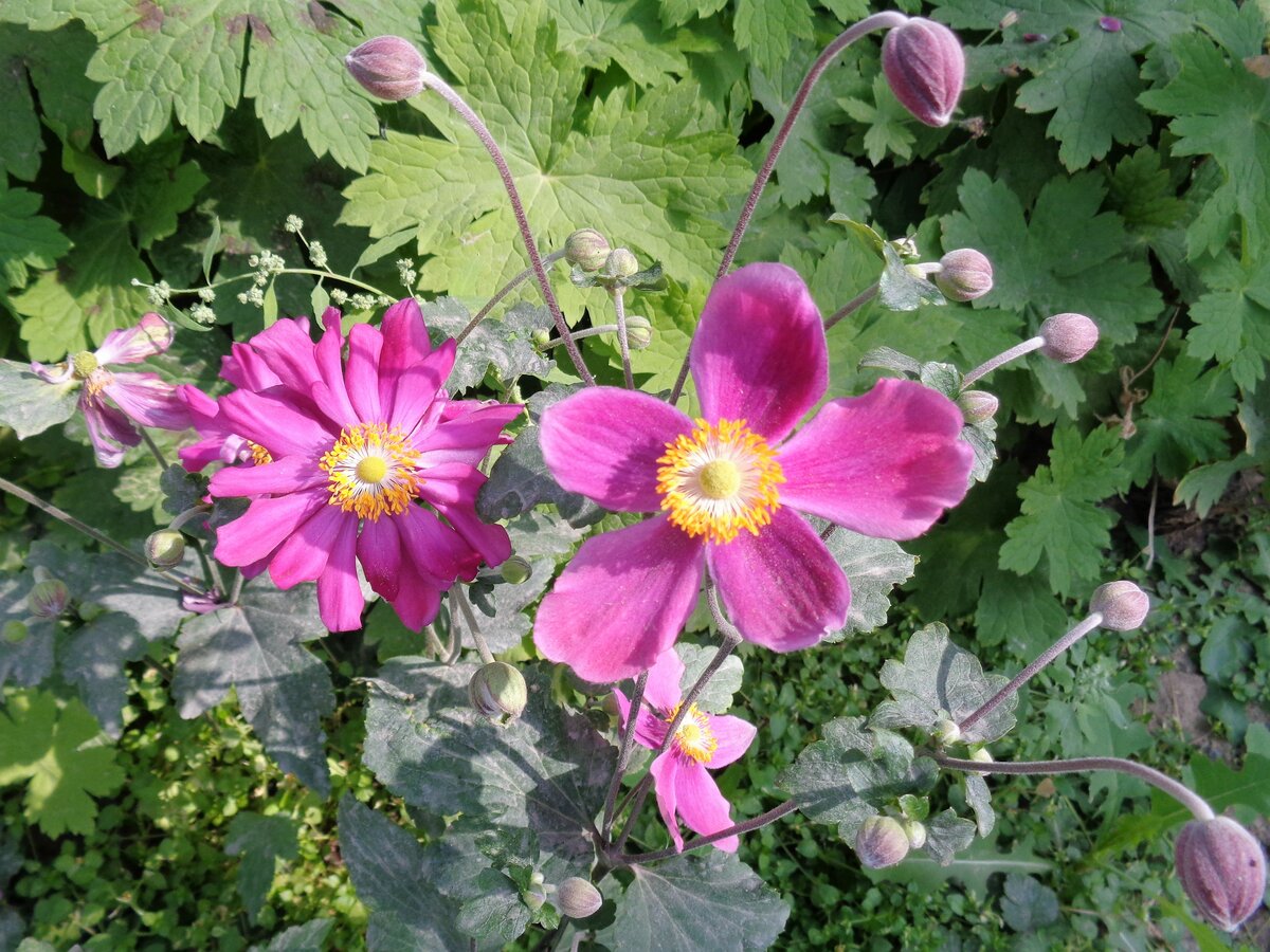 анемона японская hadspen abundance фото