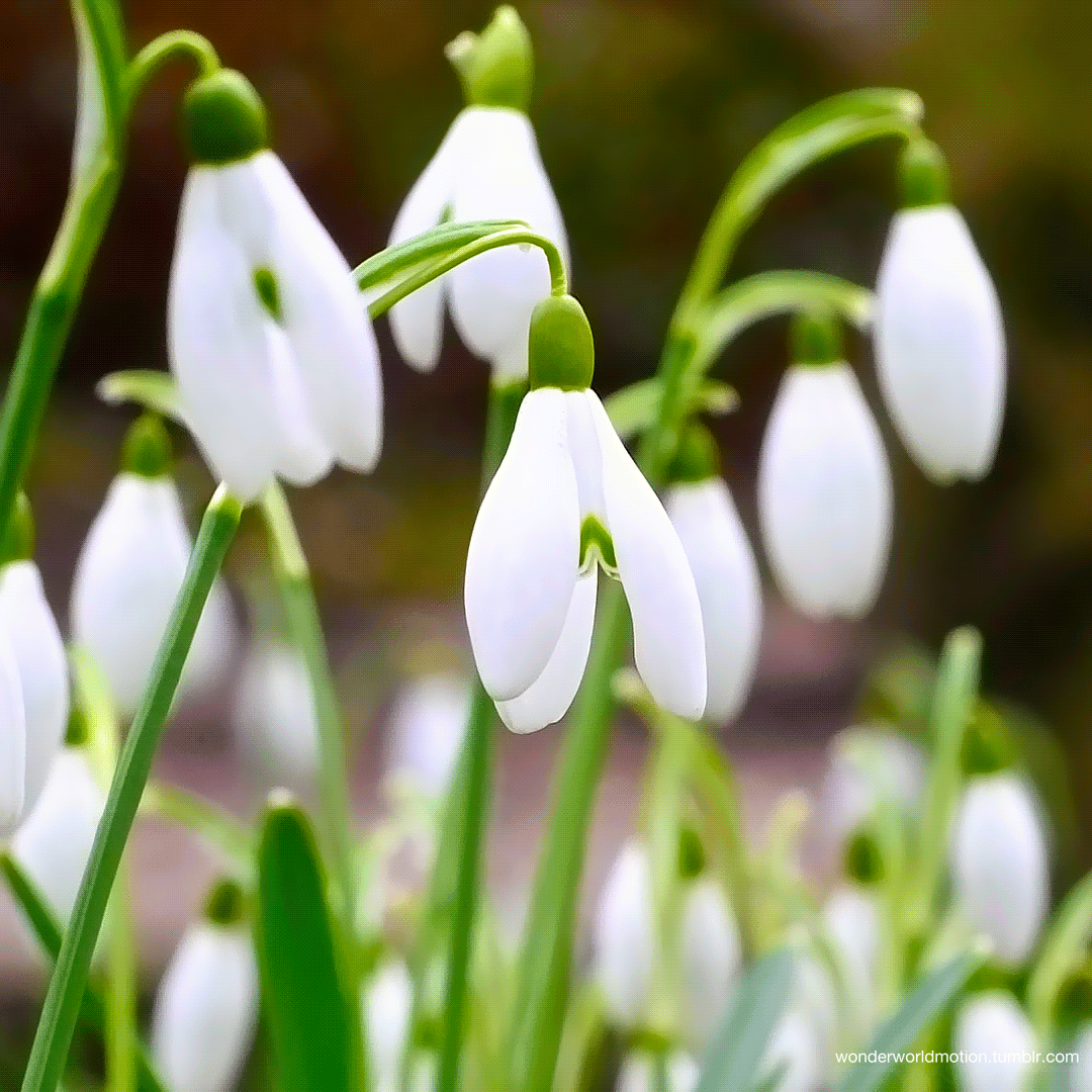 ������� ����, ���� �����������