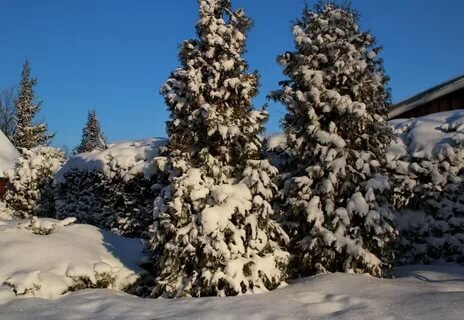 растение фото