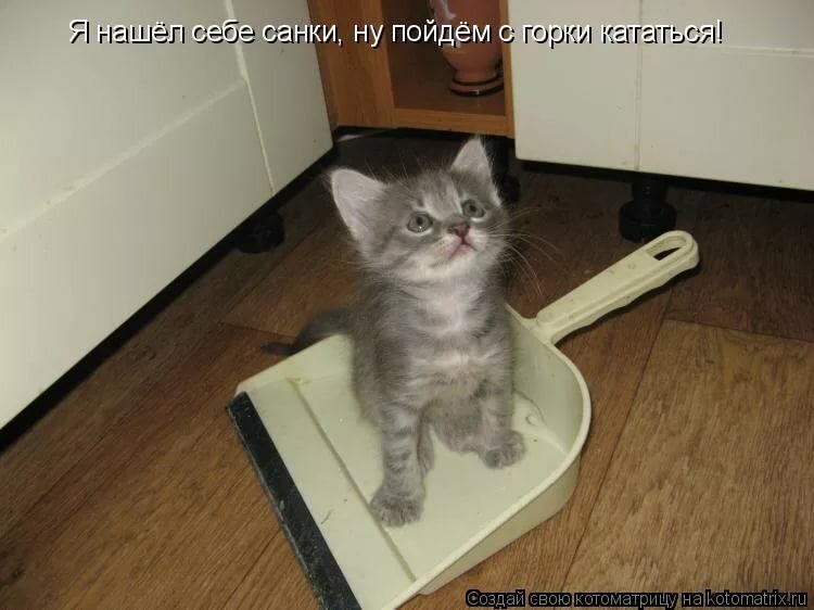 Котики Смешные Фото До Слез С Надписями