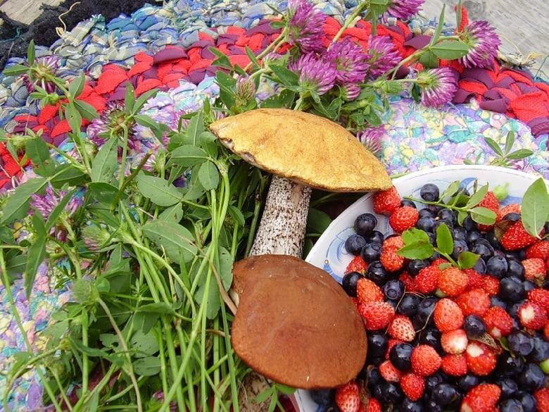 Лес грибы ягоды картинки для детей