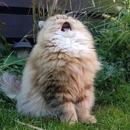 котик ааааа фото
