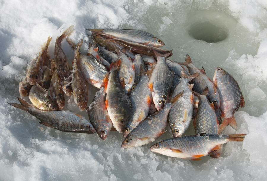 рыбалка зимой на реке видео