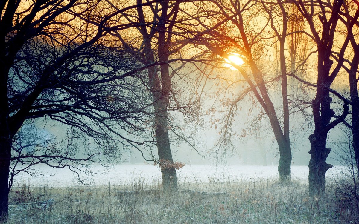 туманное утро в лесу фото