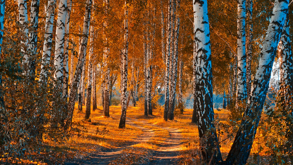 березовая роща осенью фото