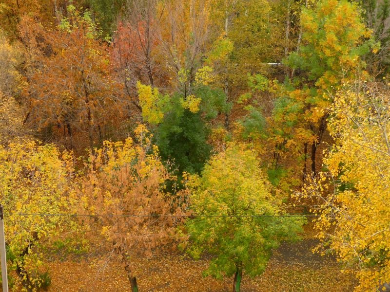 осень листва фото