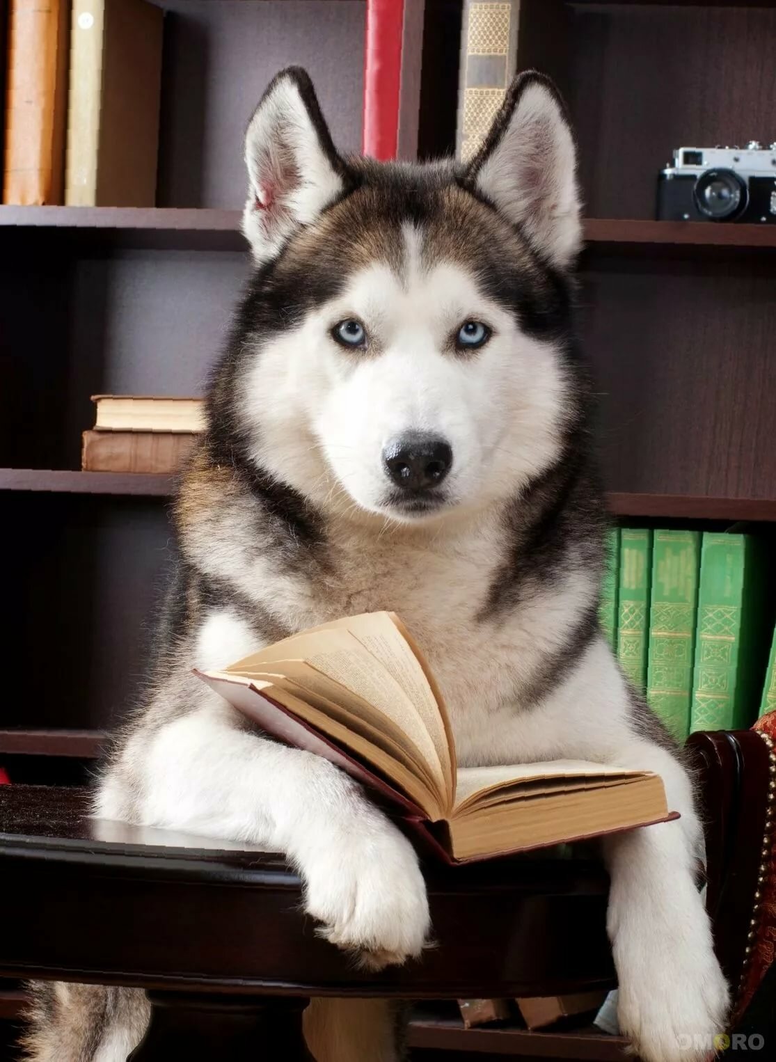 ��������, �������� ����� ����������