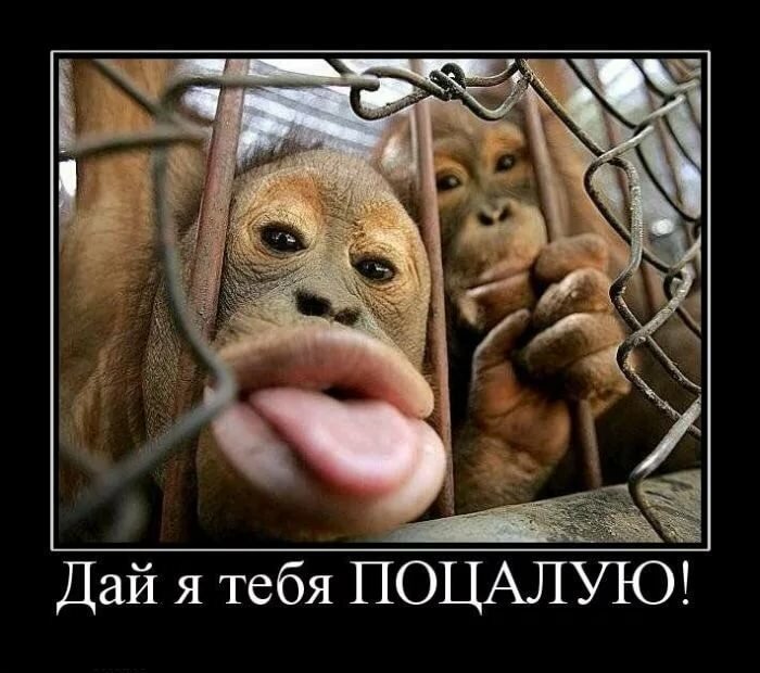 ������� �������� � ���� �������, ������ ������ ��������