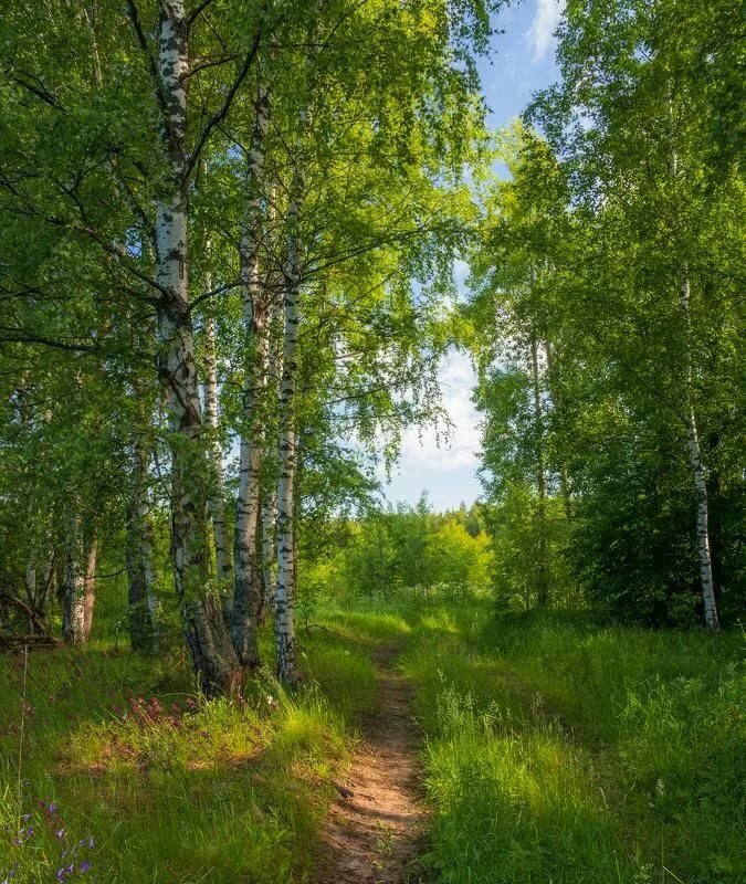 березовая роща фото