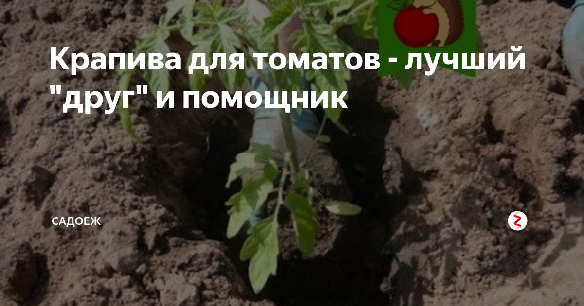 крапива для томатов лучший друг и помощник фото