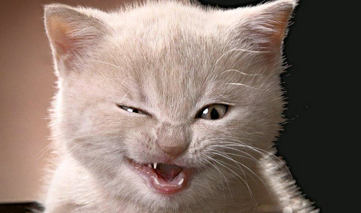 ���� � �������� �� ��������